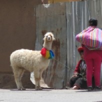 Lama auf der Strasse von Cusco