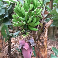 Bananen Plantagen auf dem Weg Aguas Calientes