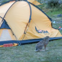 Abendlicher Besuch auf dem Camping Teil 1