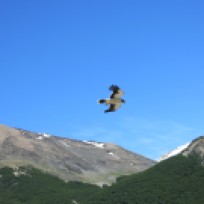 Falke im Anflug