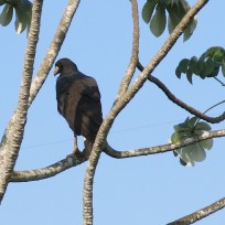 Black- Hawk