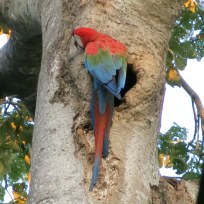Red-and-green Macaw Papagei