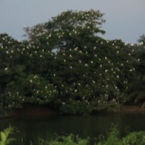 Schlaf-Baum der Great Egret