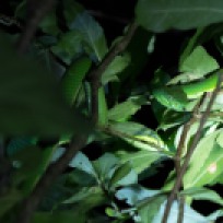 Grüne Viper auf der Nachttour