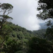 Nebelwald Santa Elena