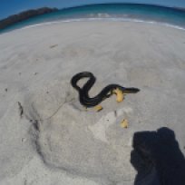 Giftige Plättchen-Seeschlange
