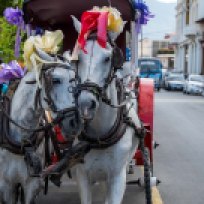 Pferdekutsche in Granada