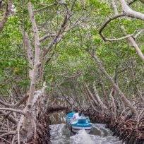 Fahrt durch die Mangroven