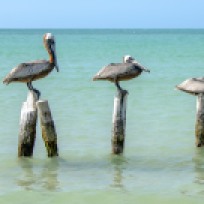 Die drei Stufen des Pelikans ;)