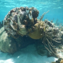 Korallenformation