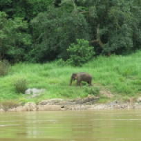 Wilder Elefant am Ufer des Mekong