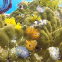 "Tannenbäume" auf Korallen