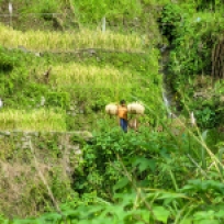 Philippinischer Reisfeldarbeiter