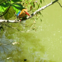 Ein Kingfisher in Lauerposition