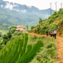 Matschiger Weg entlang den Reisfeldern von Sa Pa